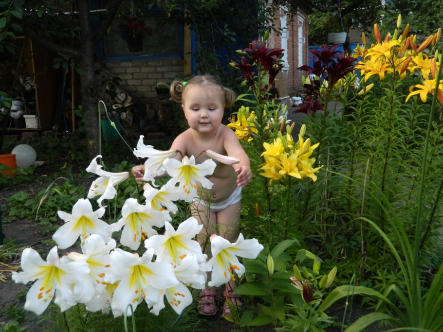 Цветы на даче лилии