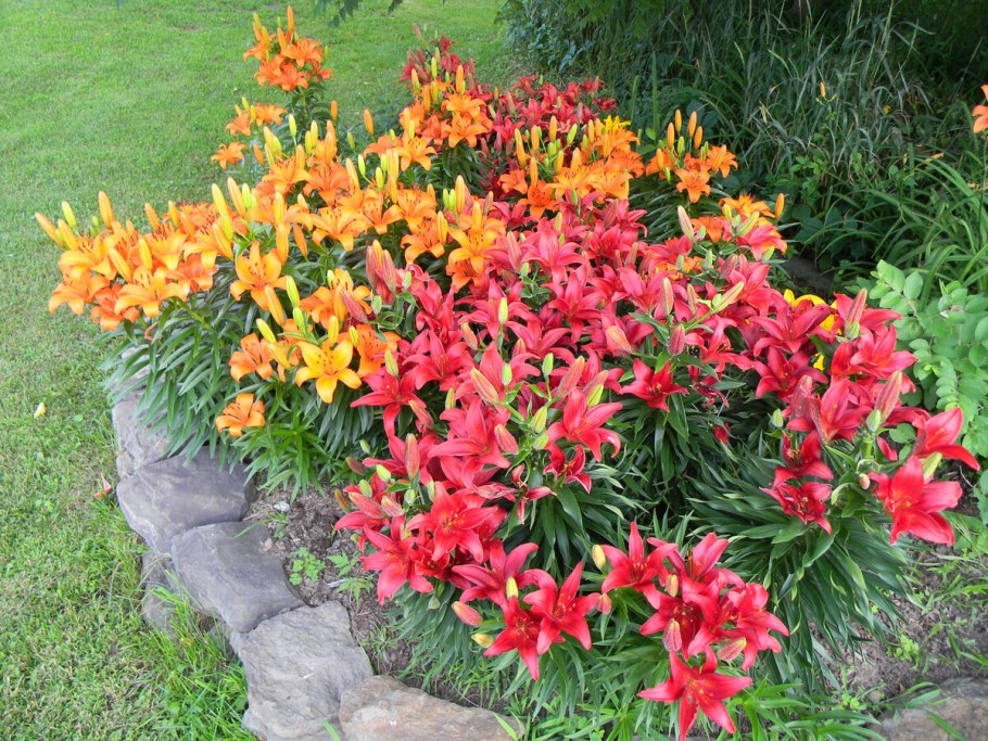 Тигровые лилии в клумбе