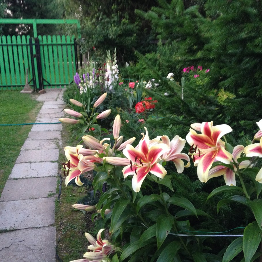 Лилии для дачи многолетние