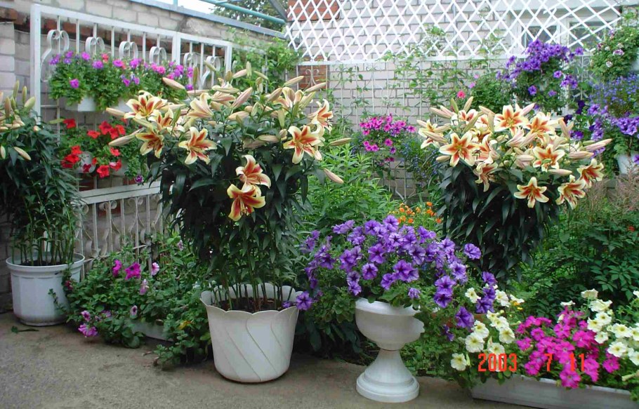 Лилии на даче