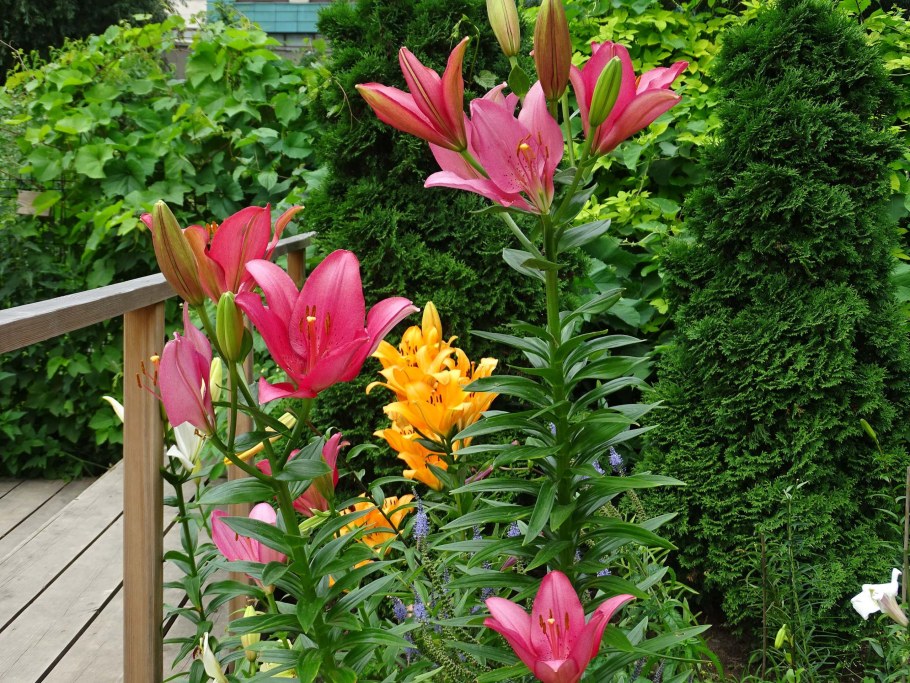 Колоновидная Лилия