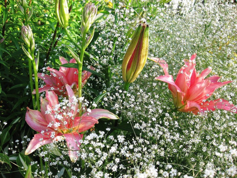 Цветы лилии гипсофилы