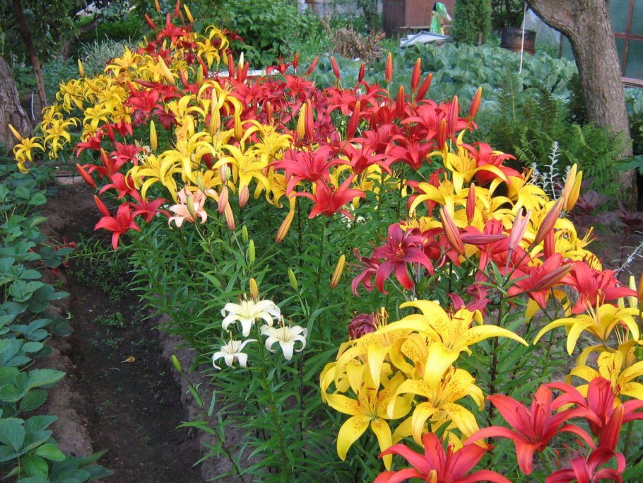 Лилия Манитоба на клумбе