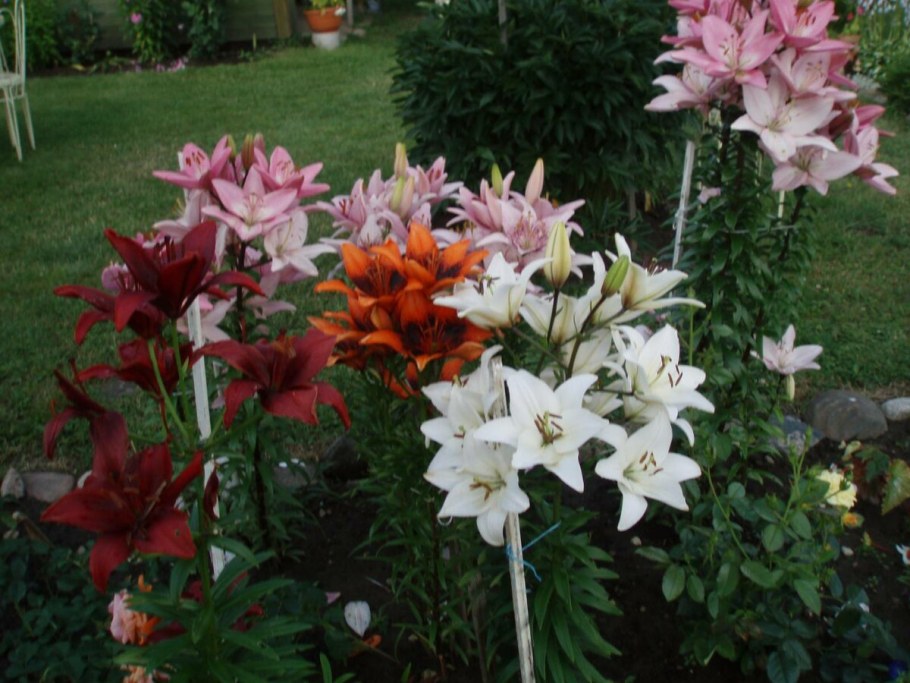 Лилия бордюрная