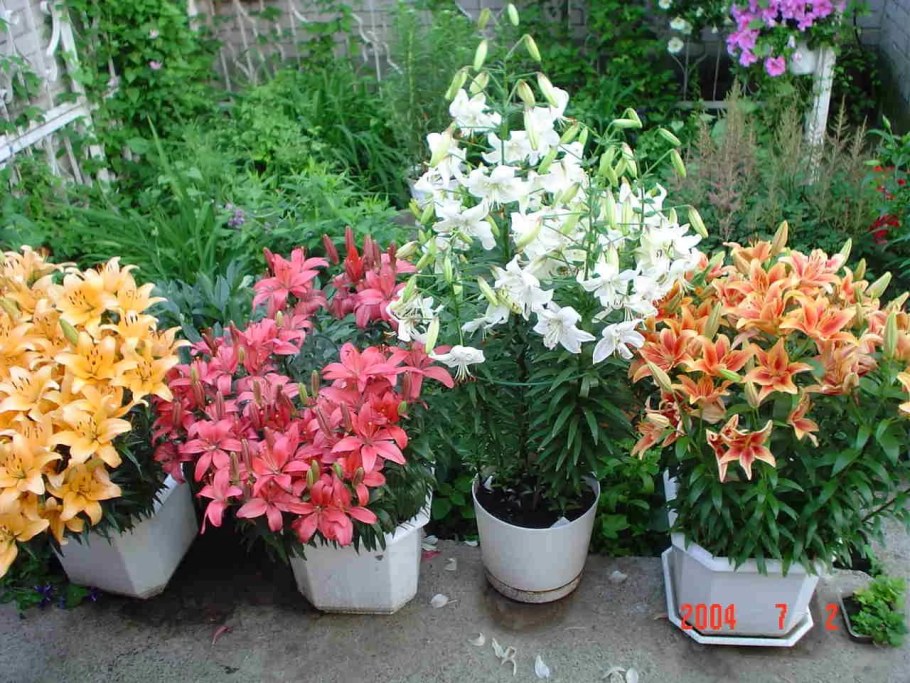 Горзеленхоз луковичные лилии