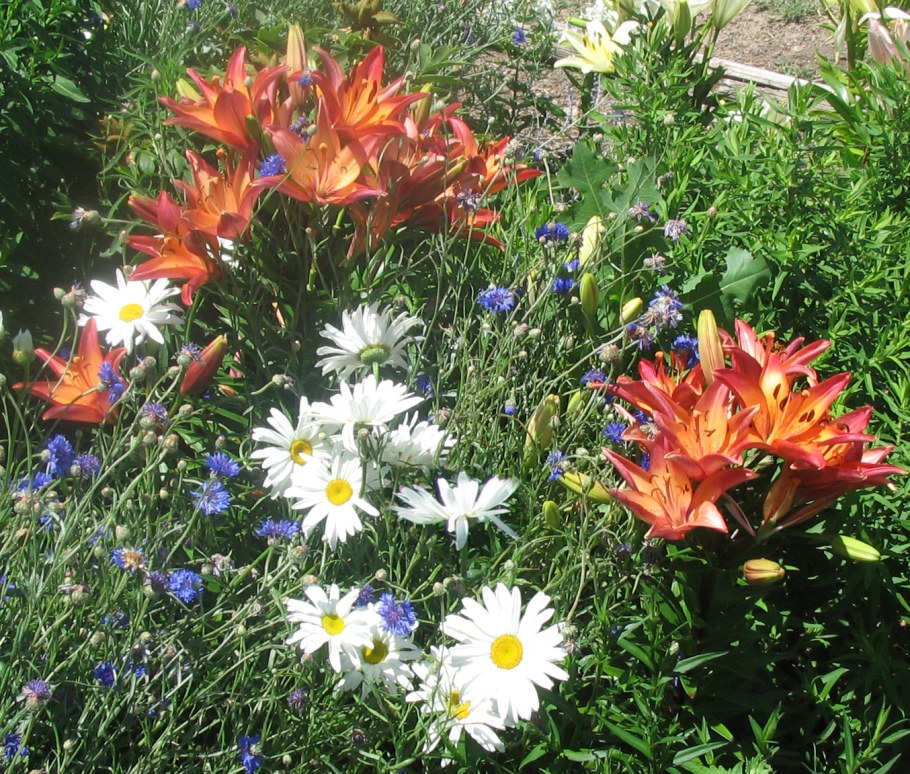 Лилия ИЗИ данс на клумбе