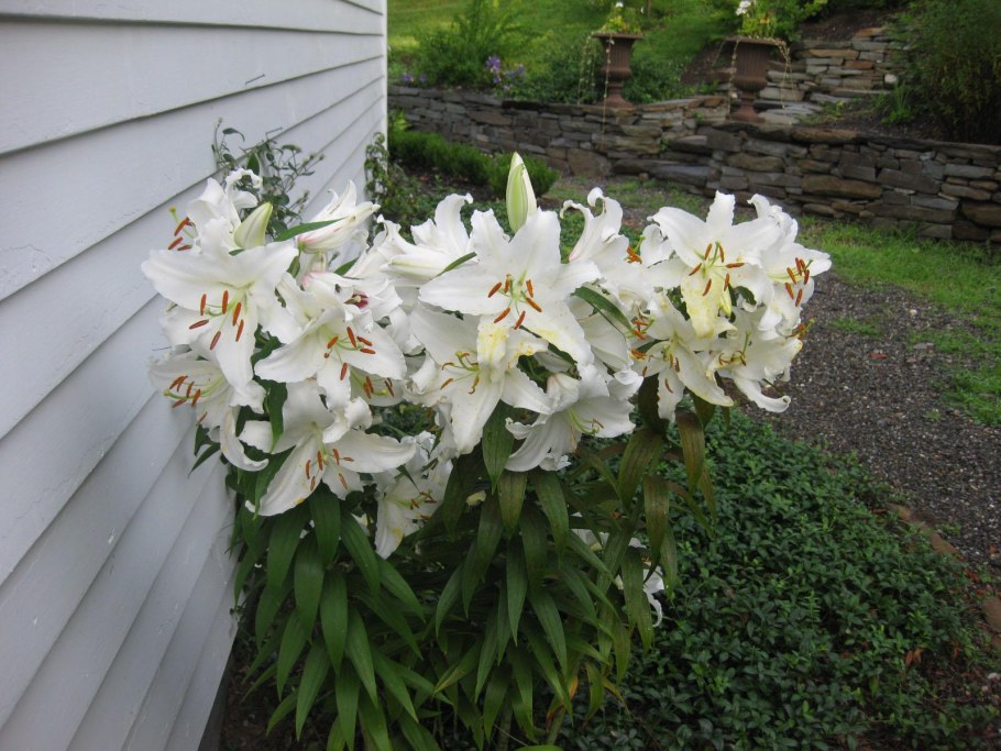 Лилия Lilium Casablanca