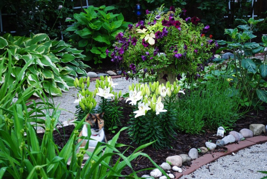 Горзеленхоз луковичные лилии