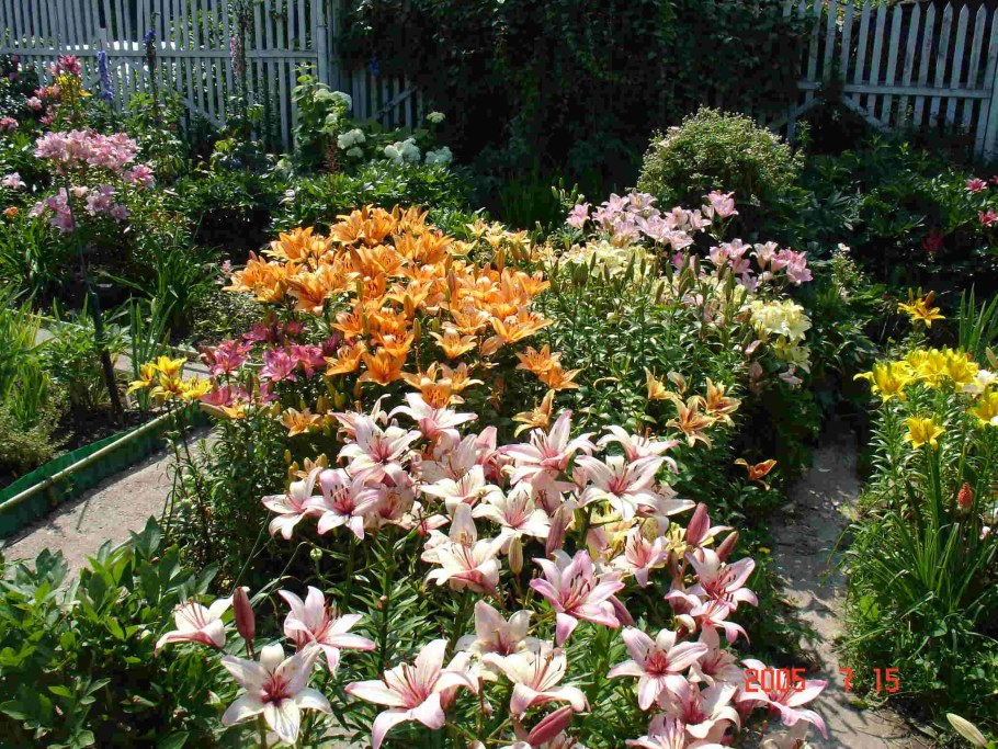 Лилии в палисаднике