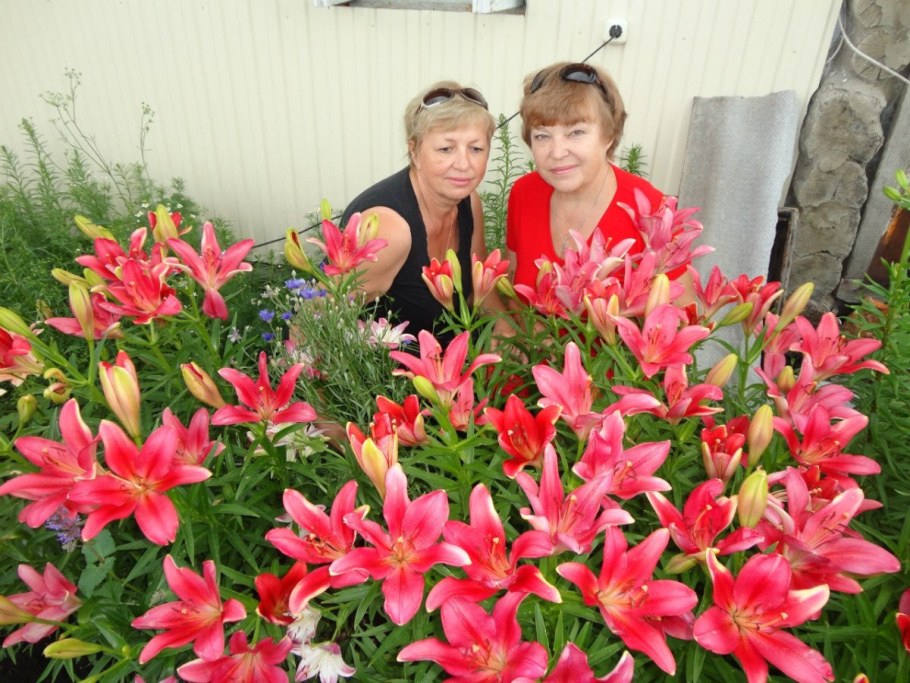 Лилии на даче