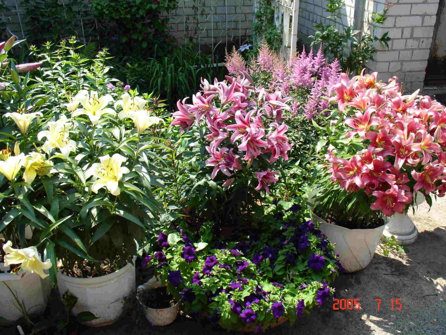 Лилии в вазонах