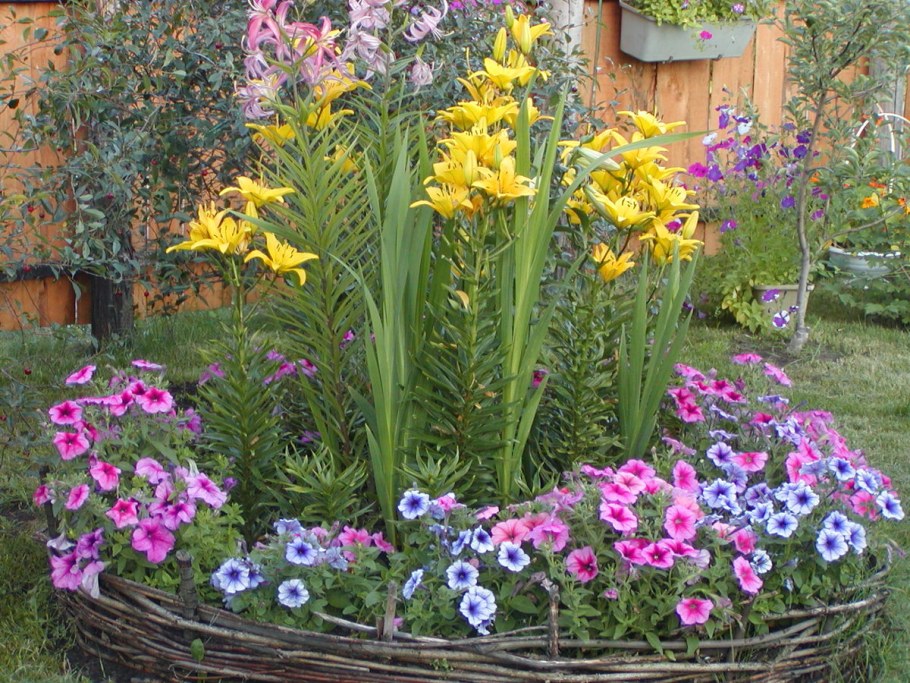 Цинии и лилейники