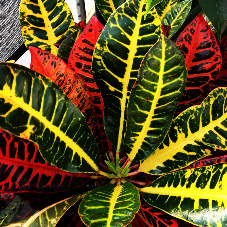 Кодиеум пёстрый