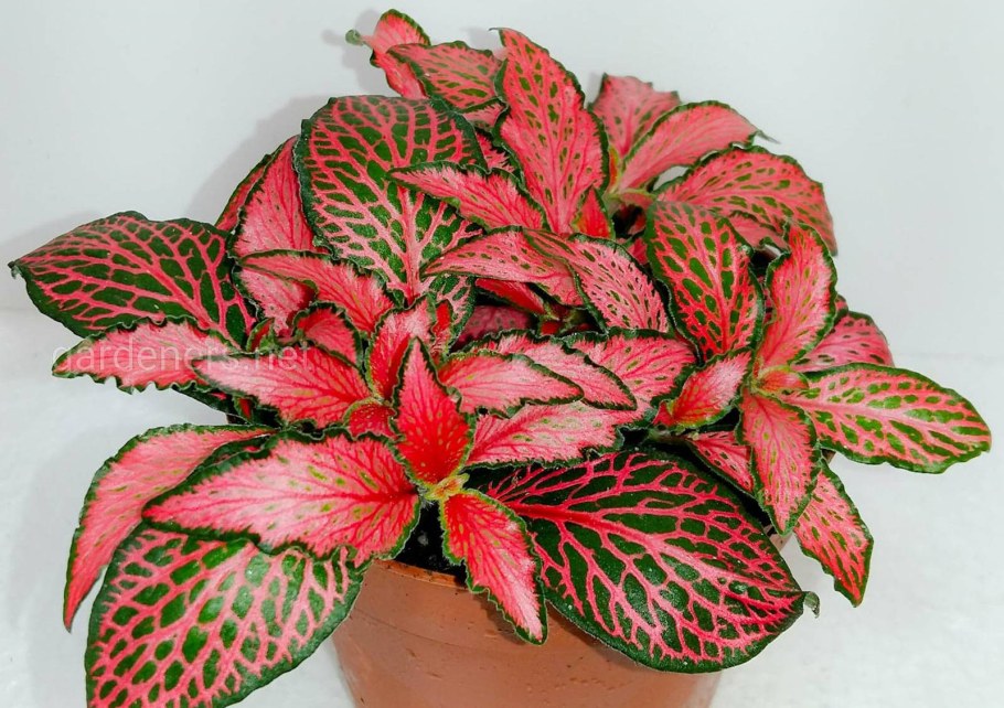 Фиттония серебристожильчатая