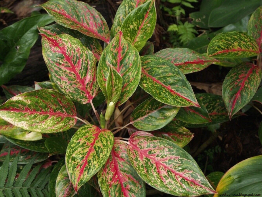 Аглаонема продолговатолистная