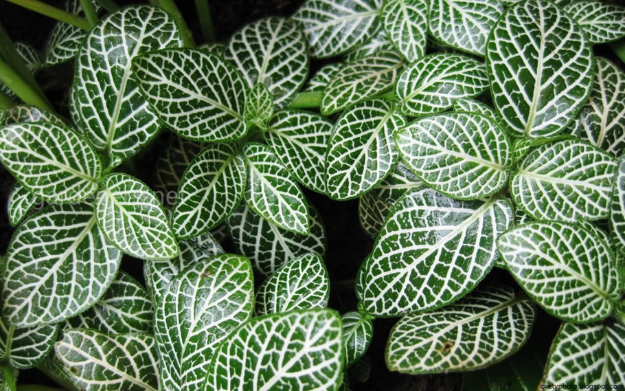 Фиттония албивенис