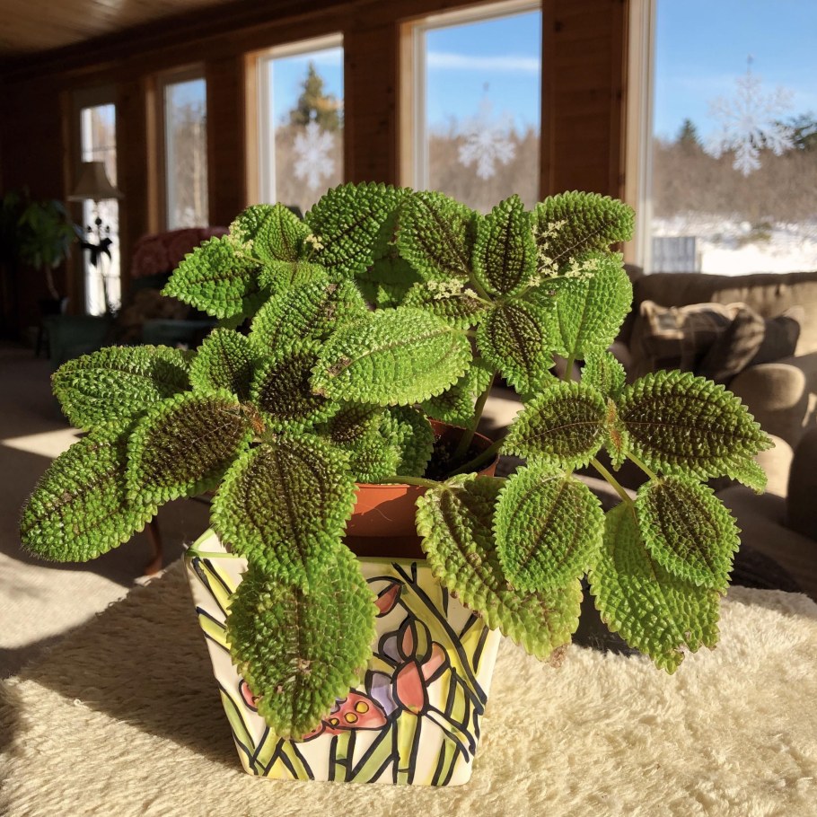 Пилея Арбузная