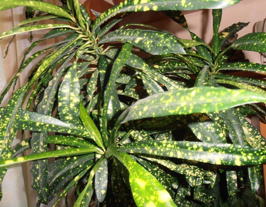 Кротон пестрый узколистный