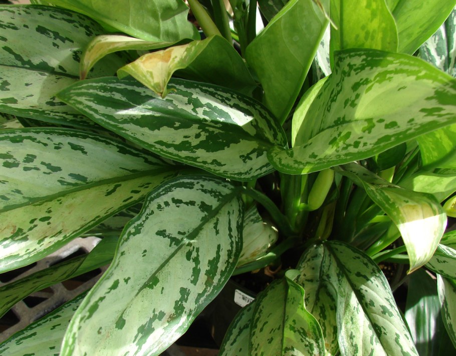 Аглаонема маранта