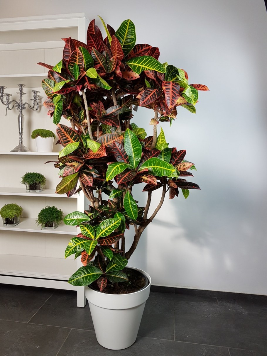 Кодиеум Кротон пестрый