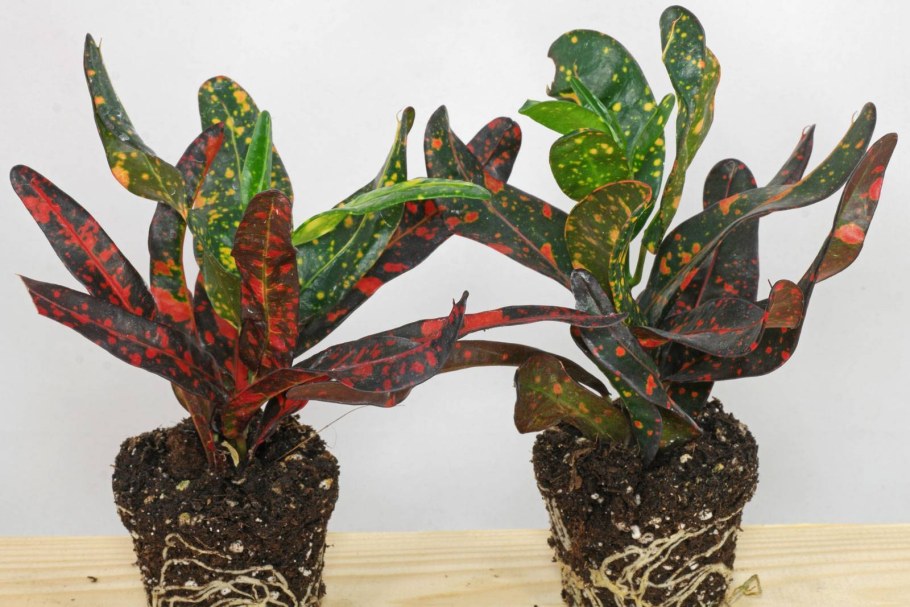 Кодиеум Аукубафолия