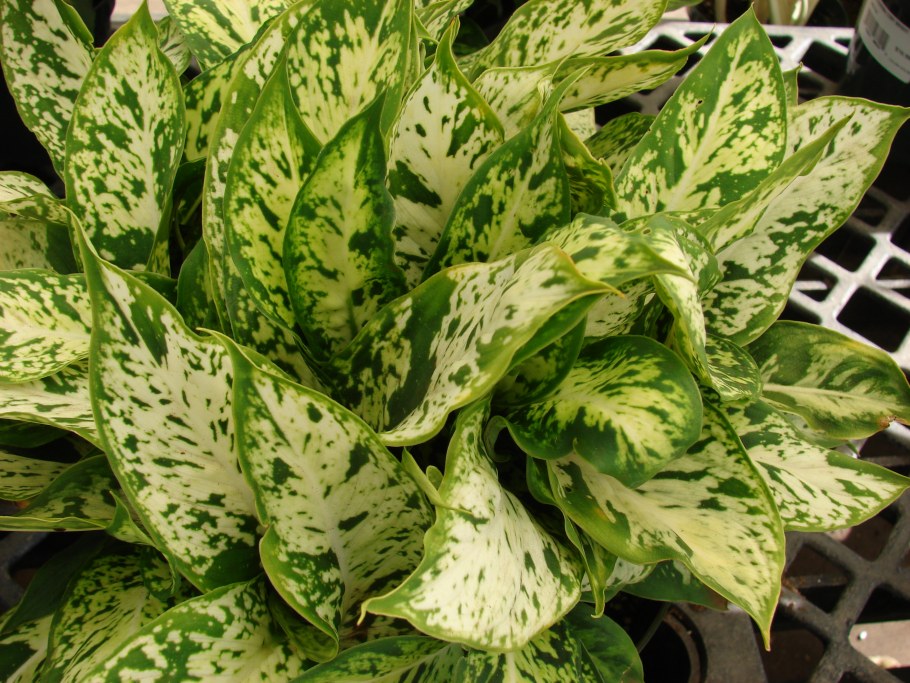 Диффенбахия пятнистая (Dieffenbachia maculata)