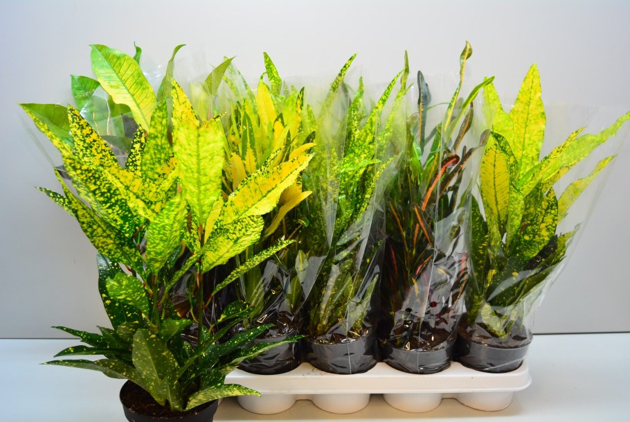 Цветок Кодиеум Кротон