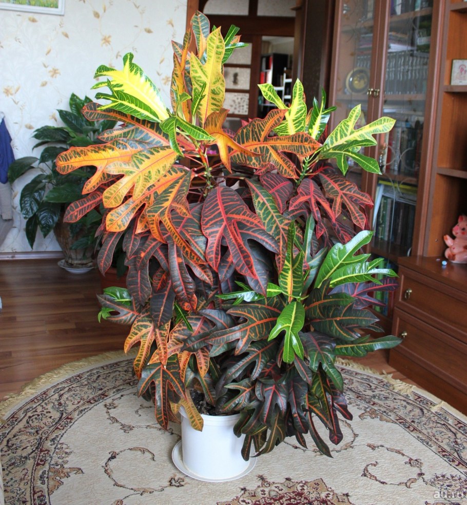 Кротон Кодиеум Экселент