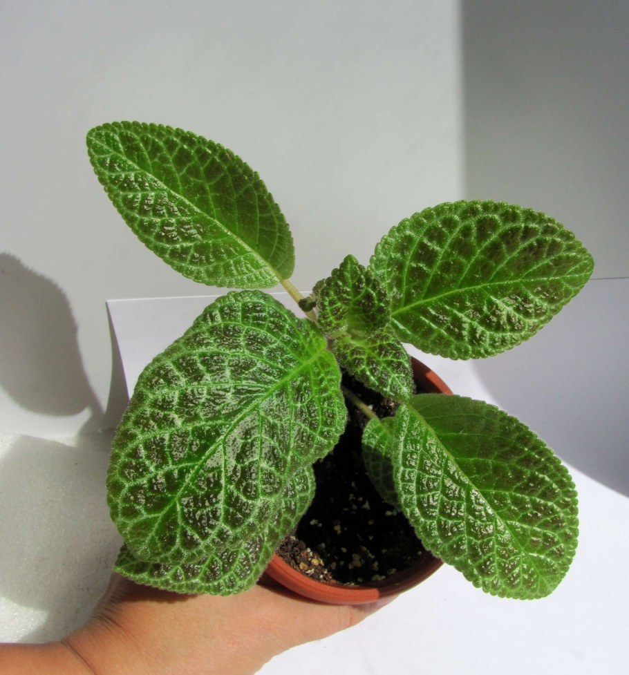 Эписция пятнистая