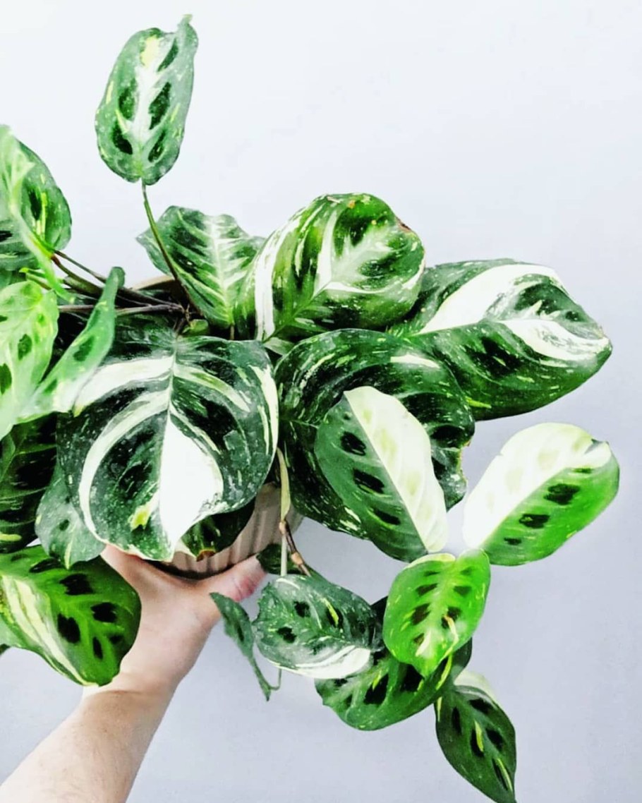 Маранта leuconeura kerchoveana