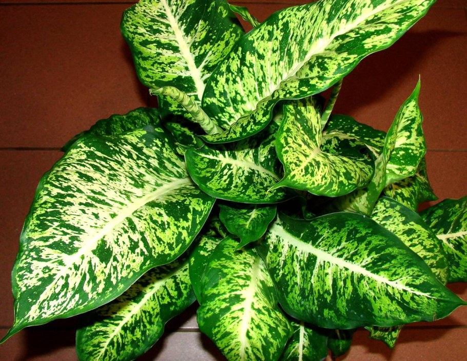 Диффенбахия Баузе (Dieffenbachia bausei)