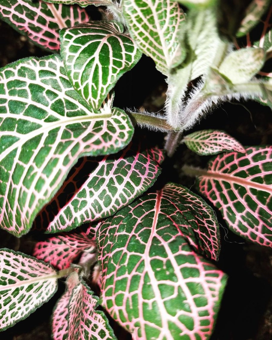 Фиттония аглаонема