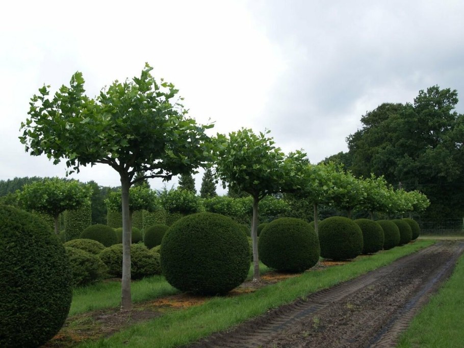 Липа европейская Паллида