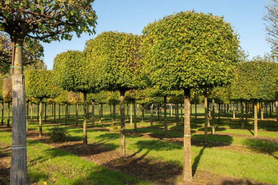 Ива ломкая шаровидная