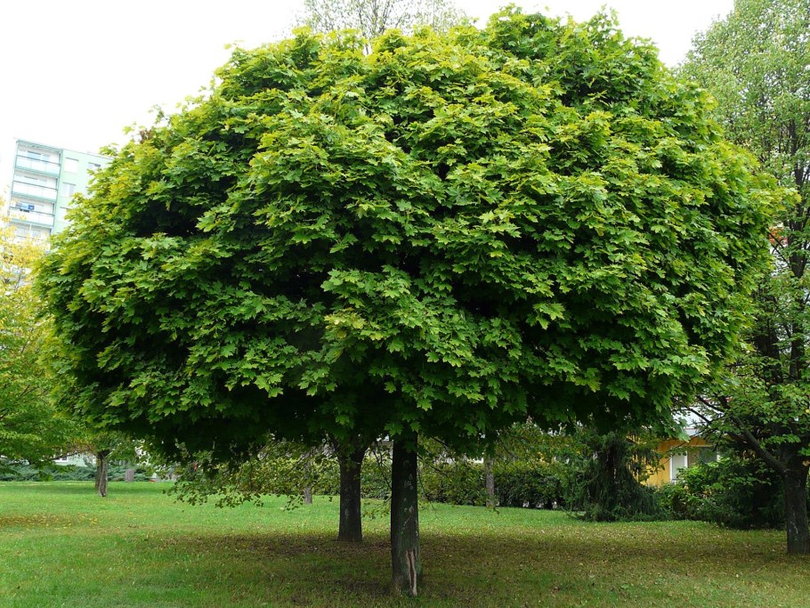 Солитер Ива шаровидная