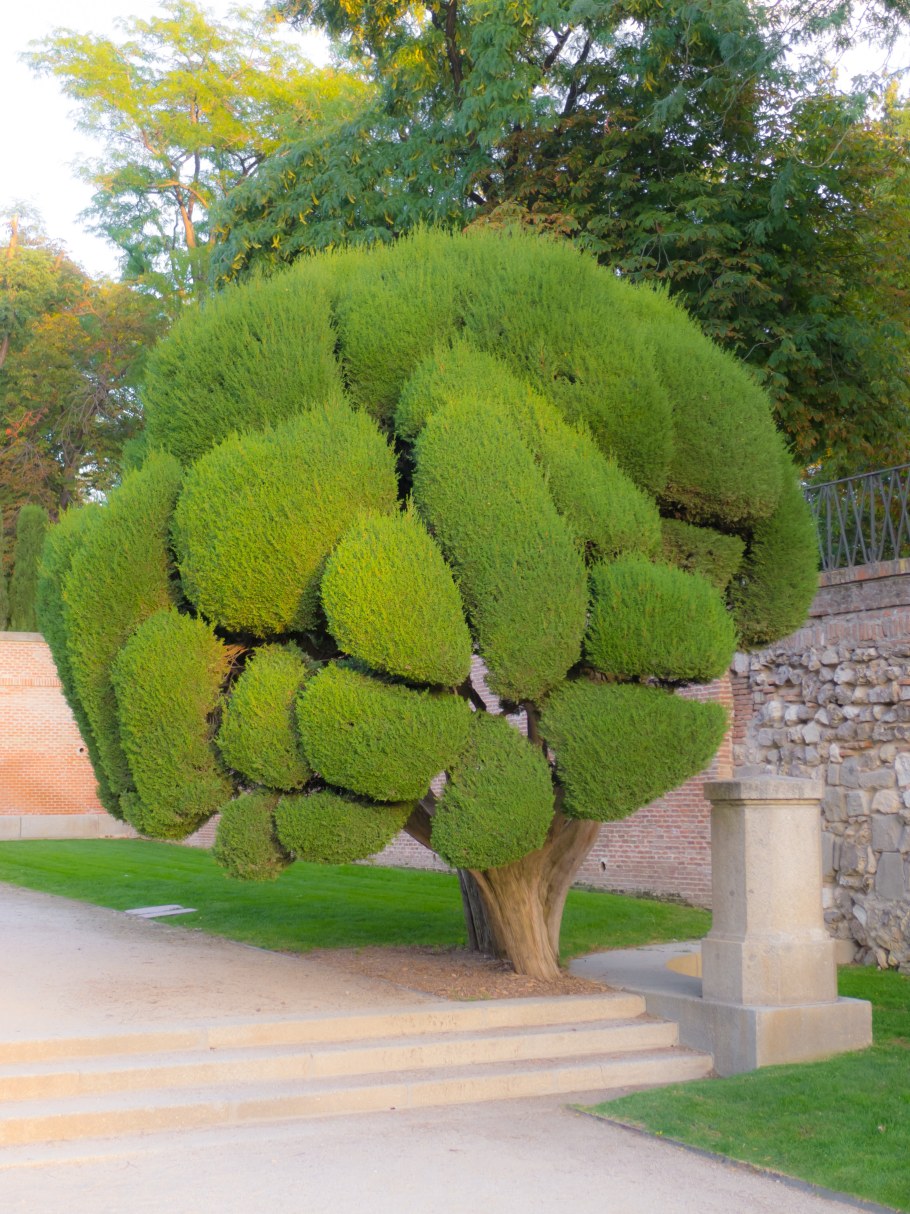 Граб обыкновенный Фастигиата