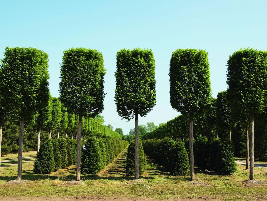 Ива цельнолистная (Salix Integra Hakuro Nishiki)