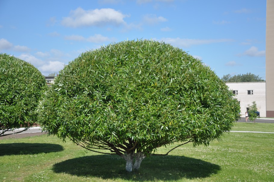 Клен остролистный Глобозум