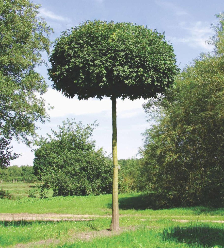 Топиарная стрижка шаровидной туи