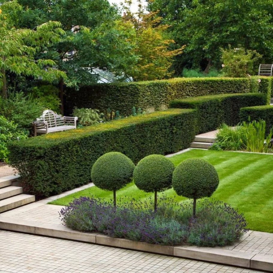 Клен шаровидный Глобозум