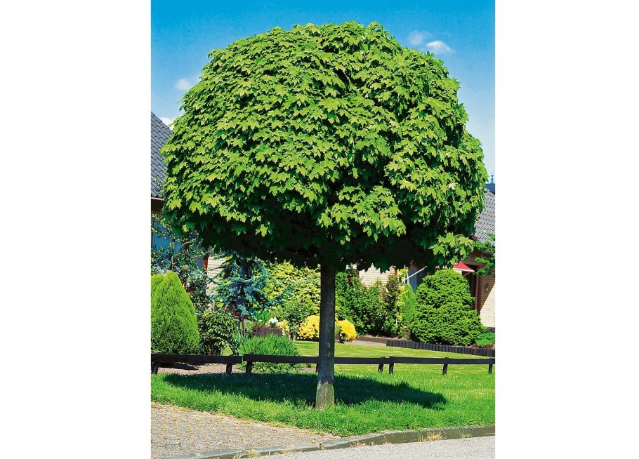 Топиарные кустарники на газоне