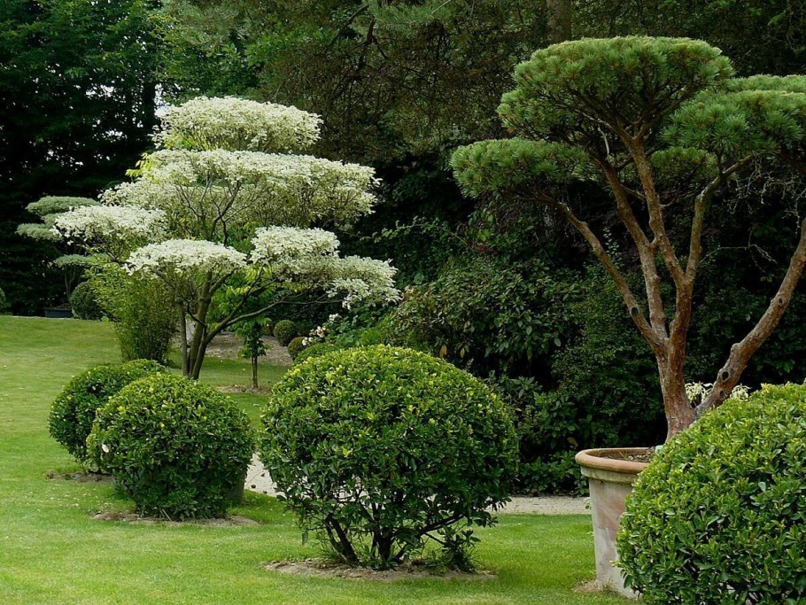 Шаровидная крона хвойников самшит