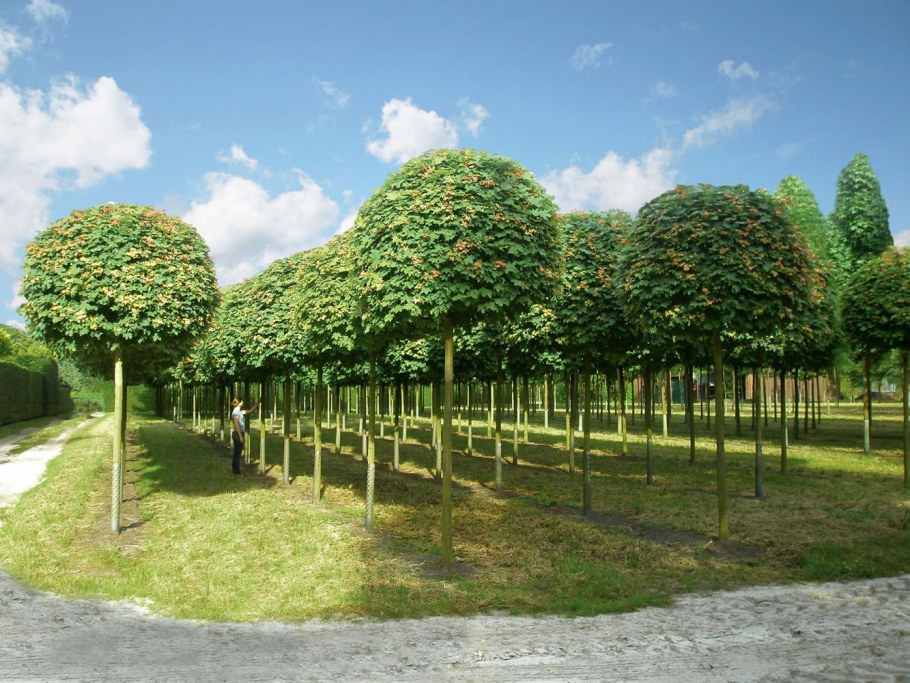 Боярышник шаровидный