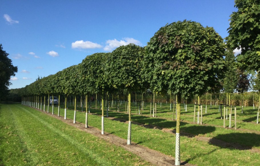 Катальпа бигнониевидная Нана