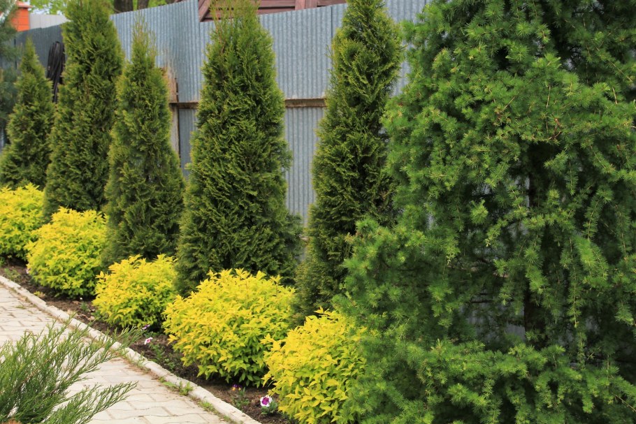 Туя Смарагд и Барбарис
