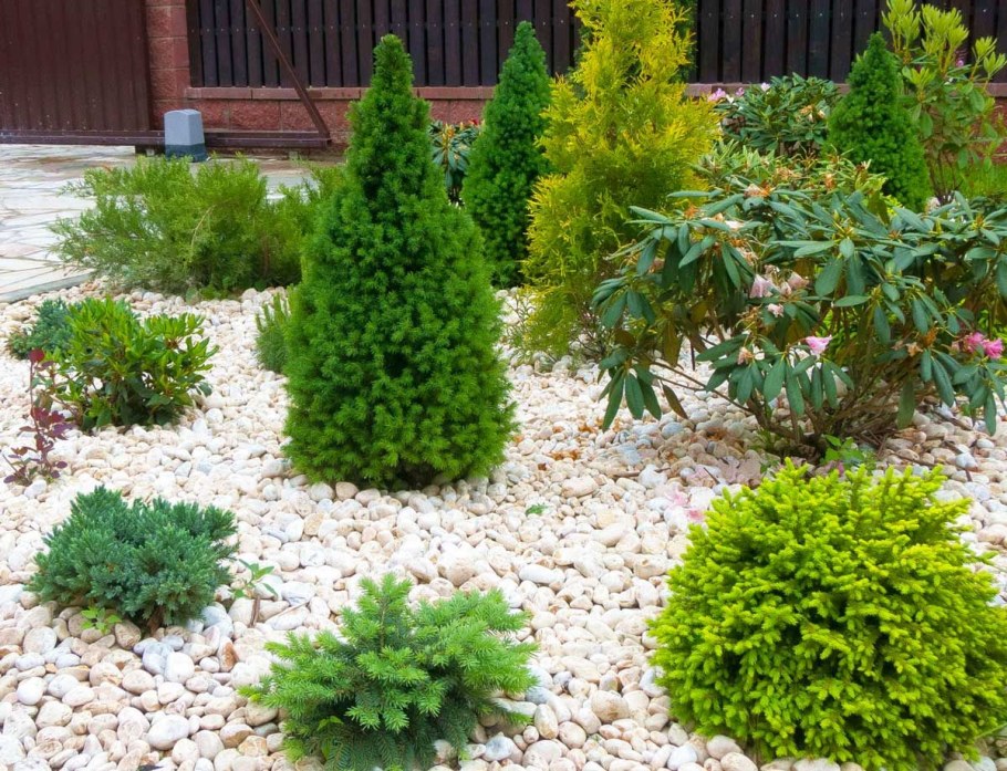 Розарий туя Даника