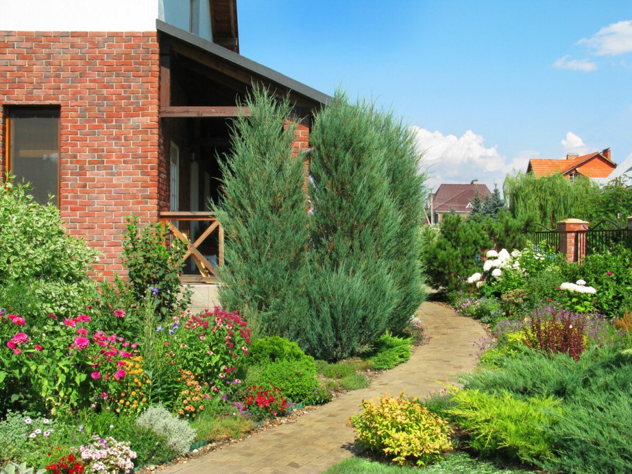 Туя Смарагд можжевельник