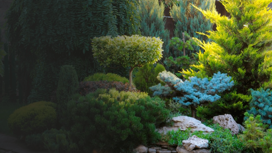 Хвойники туя