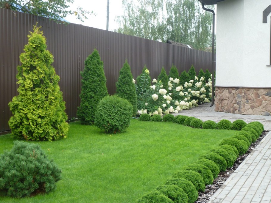 Туя Смарагд и Даника в ландшафте