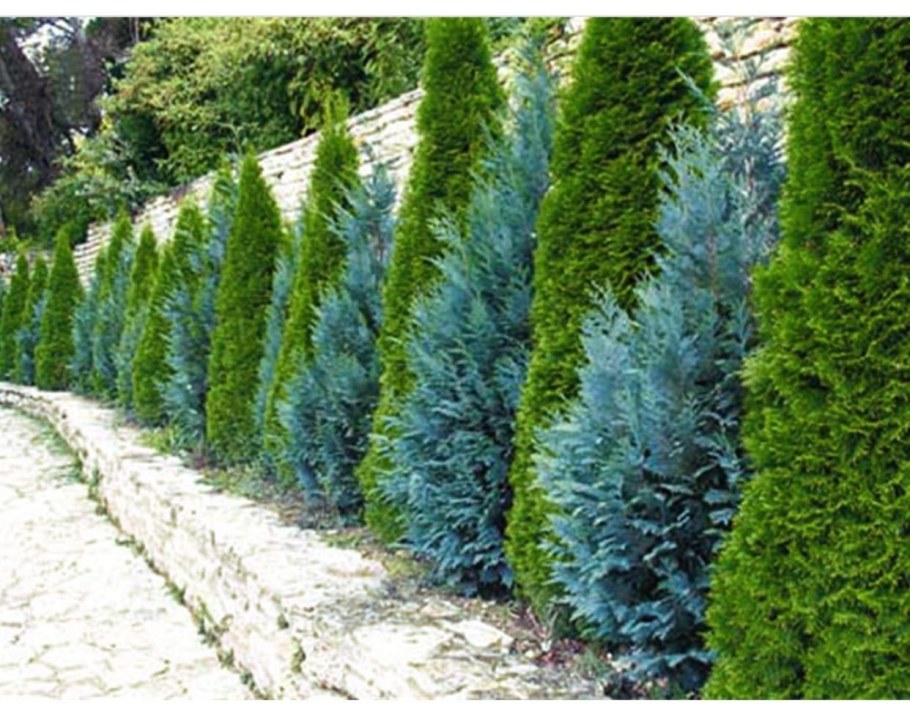 Хвойный палисадник